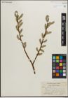 Foto von Salix pellita (Andersson) Bebb